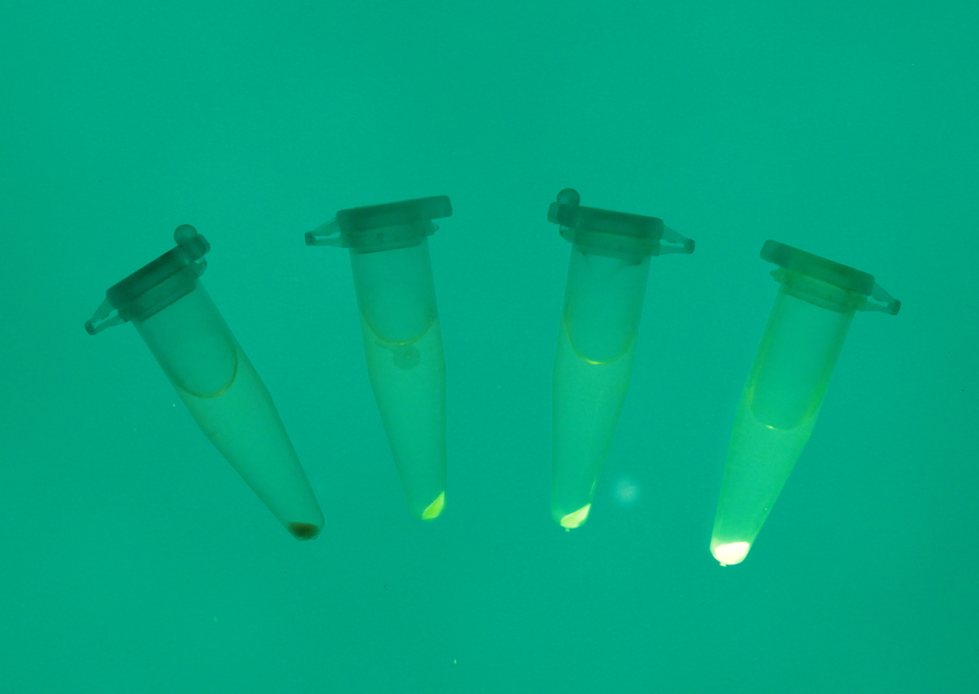 fluorescence in cells